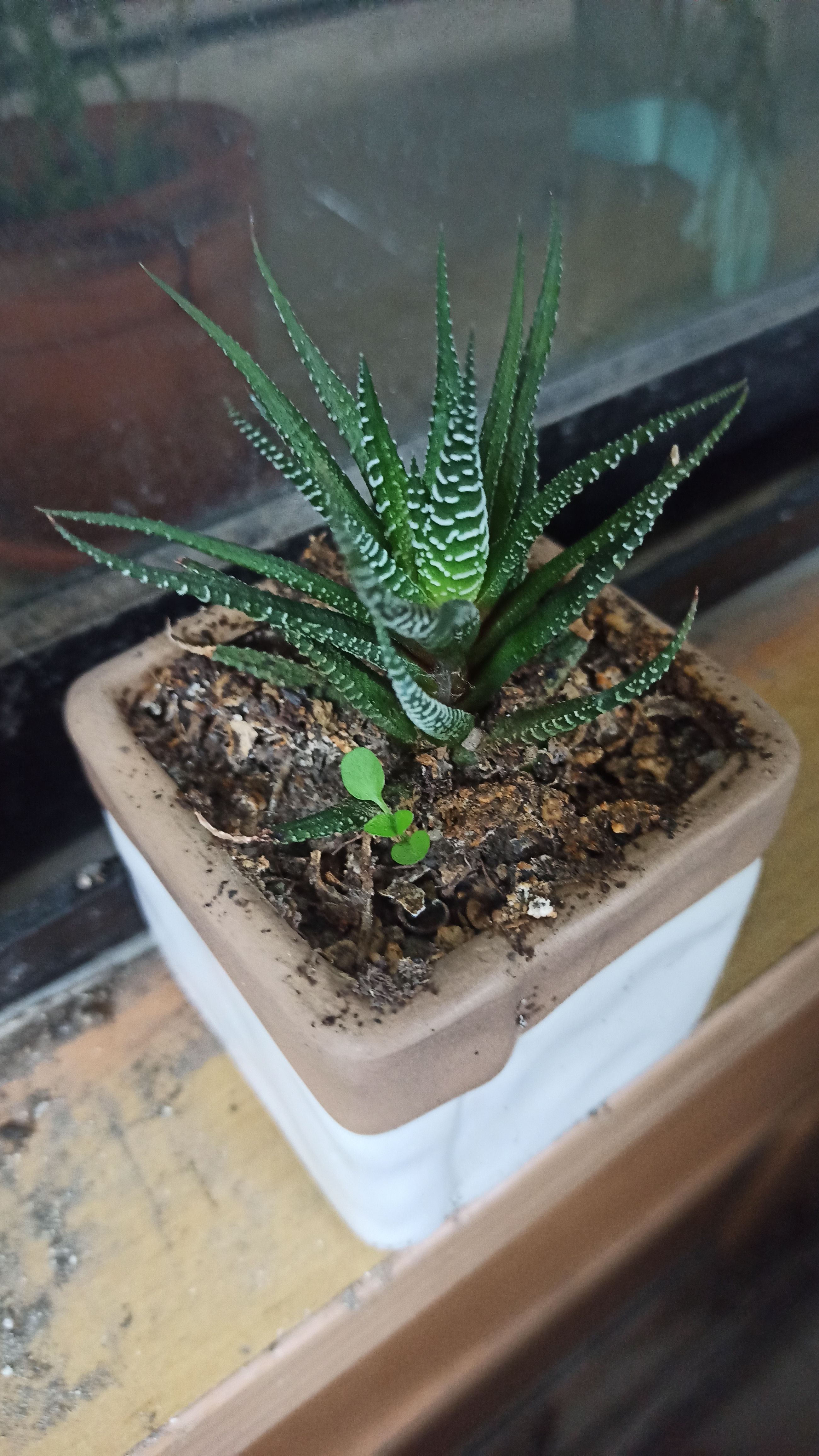 怎麼還長了一根雜草